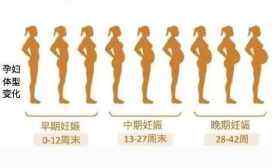 怀孕肚子变化过程图
