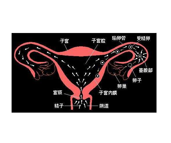 什么情况要做输卵管造影？造影都能治疗什么？