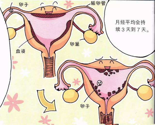 子宫内膜增厚是癌症吗？子宫内膜增厚怎么办？