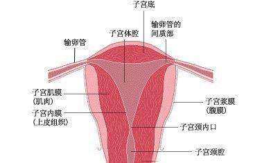绝经后子宫内膜增厚的危害是什么？子宫内膜增厚有什么表现症状？