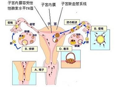 子宫内膜异位症怎么治？有哪些治疗方法？