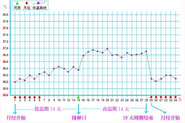 有正常排卵的基础体温曲线图