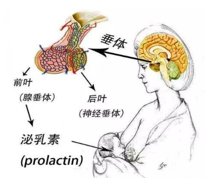 溴隐亭是激素药吗?溴隐亭吃了会胖吗?