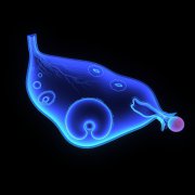 子宫肌瘤要怎么治疗好？子宫肌瘤有哪些治疗方法？