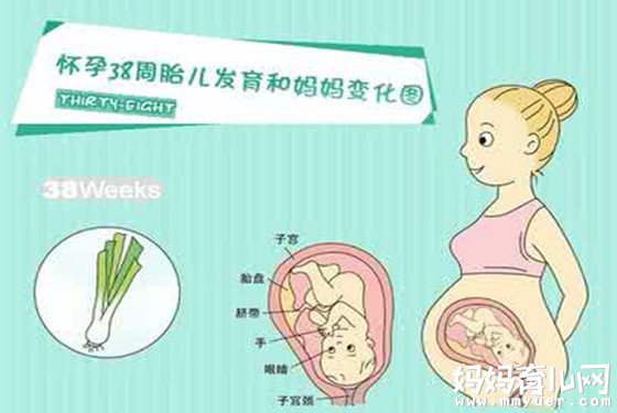 【怀孕38周】38周胎儿发育标准 38周胎儿双顶径标准(3) 
