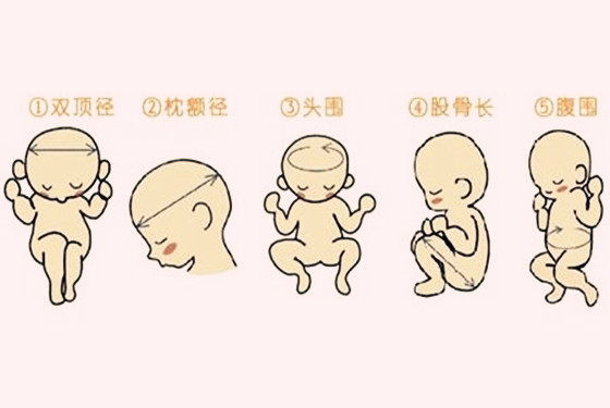 怀孕13周