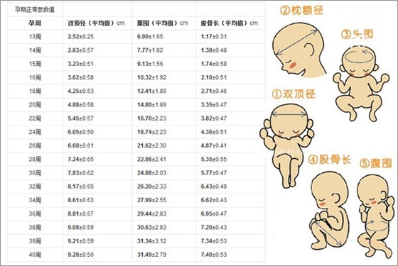 怀孕13周