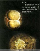 胎儿发育过程图片(全过程）