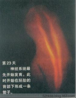 胎儿发育过程图片(全过程） 