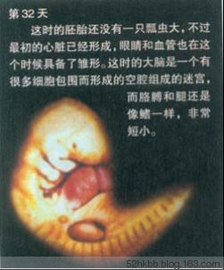 胎儿发育过程图片(全过程） 