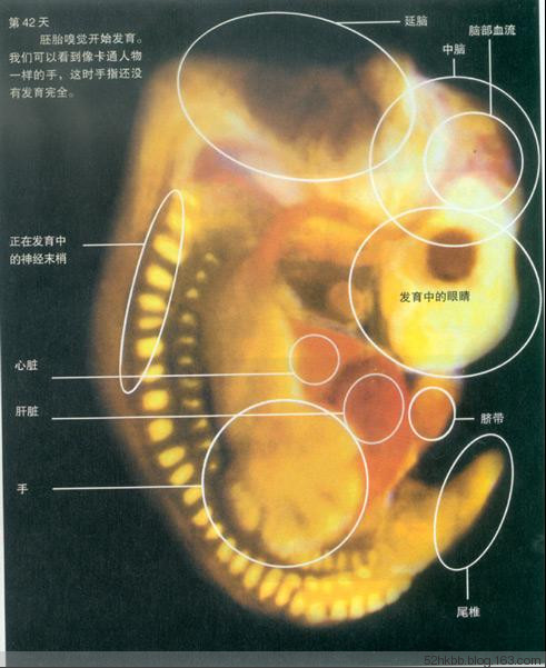 胎儿发育过程图片(全过程） 