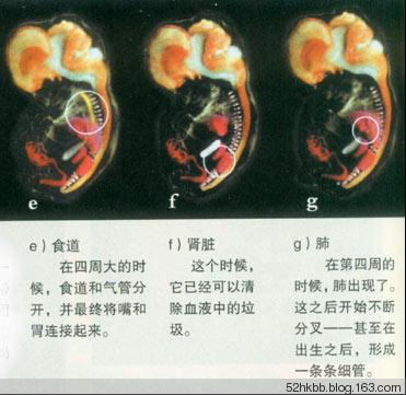 胎儿发育过程图片(全过程） 