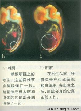胎儿发育过程图片(全过程） 