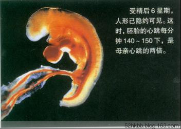 胎儿发育过程图片(全过程） 