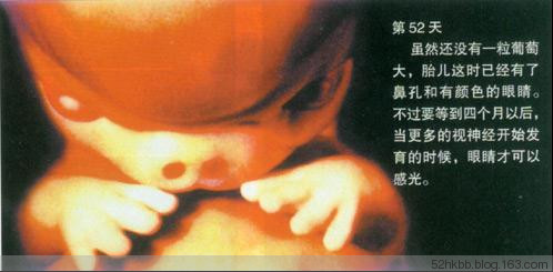 胎儿发育过程图片(全过程） 