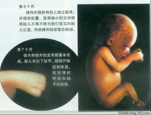胎儿发育过程图片(全过程） 