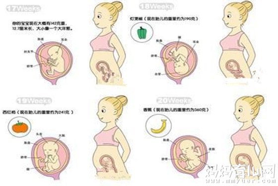 怀孕五个月胎儿图什么样 一张图把我看笑了 