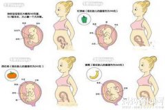 怀孕五个月胎儿图什么样 一张图把我看笑了