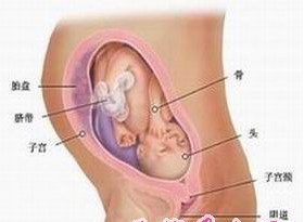 怀孕八个月胎儿图_男女胎儿（图片）(2) 