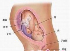 怀孕八个月胎儿图_男女胎儿（图片）(2)