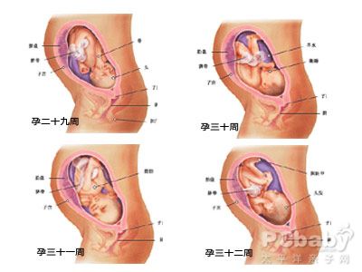 怀孕八个月胎儿图_男女胎儿（图片）(2) 