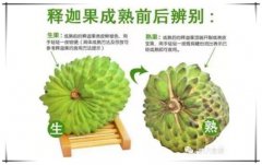 释迦果怎么判断熟没熟 释迦果熟了是什么颜色图片对比