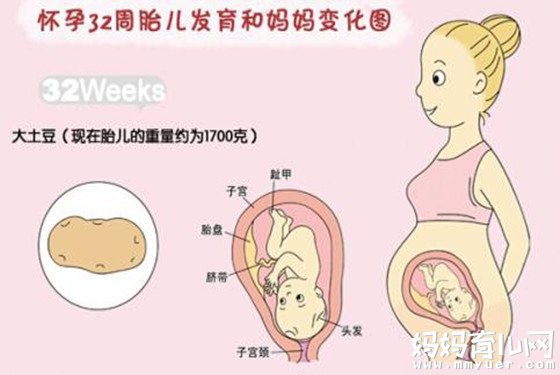 孕32周胎儿发育情况：孕32周胎儿双顶径、股骨长标准 