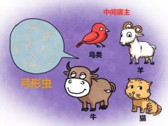 孕前检查发现了弓形虫阳性感染怎么办？