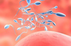 试管婴儿专家：“精子追尾”男性不育，因为蛋白质缺陷?