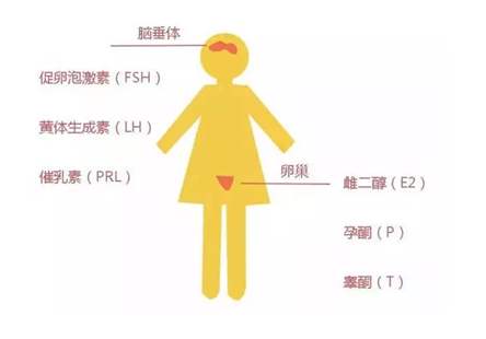性激素六项怎么检查   性激素六项检查正常值