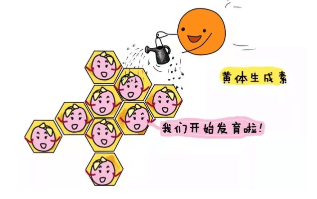 如何监测卵泡  监测排卵的目的