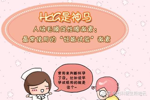 HCG是什么意思