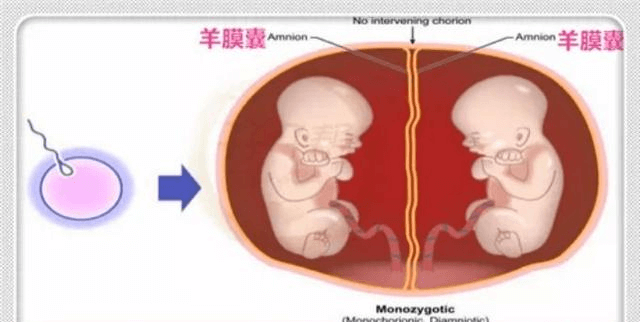 单绒双羊和单绒单羊是什么意思