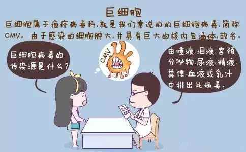 巨细胞病毒抗体阳性什么意思  影响怀孕吗?