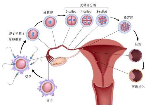 促黄体生成素低的危害