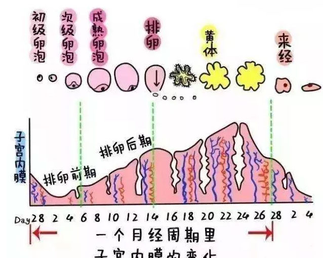 对子宫的要求