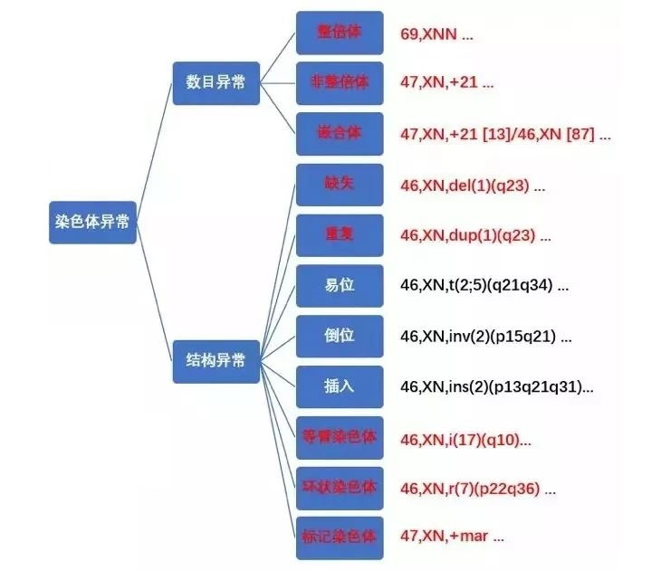 染色体异常结构示意