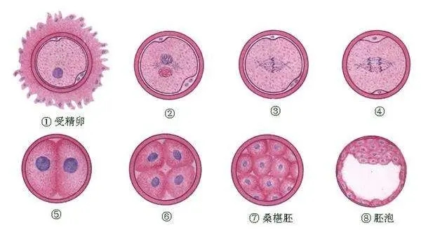 胚胎等级划分