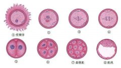俄罗斯试管婴儿胚胎是怎么分级的?