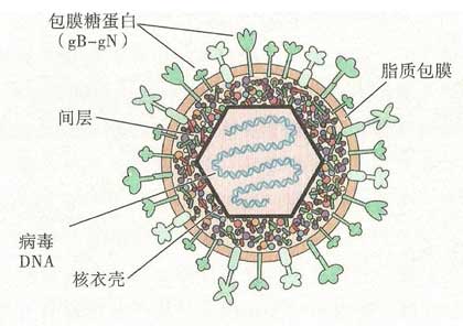 单纯疱疹病毒(hsv)1型2型_感染症状|危害|治疗方法
