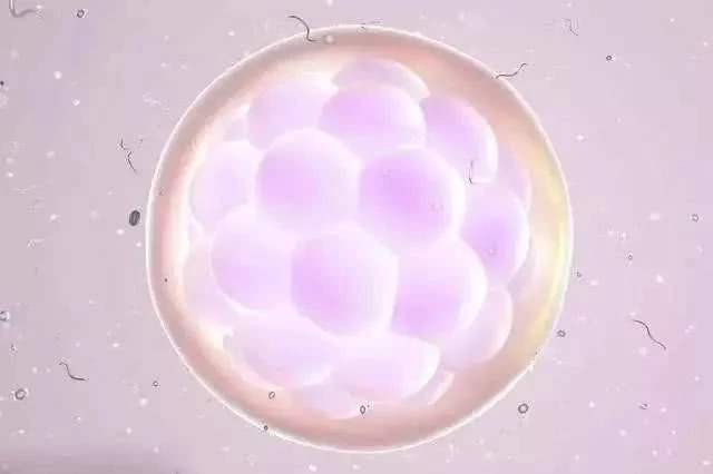 囊胚4bc移植成功率多高