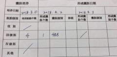 试管移植囊胚4bb成功经验