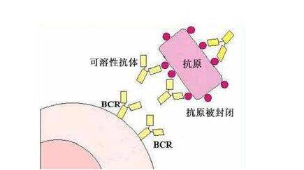 封闭抗体