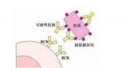 封闭抗体检查是什么？要多少钱？
