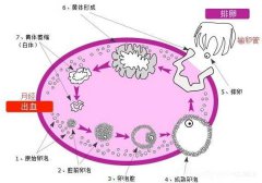 试管对取卵,卵泡需要达到什么要求呢?