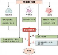 抗心磷脂抗体igm和igg哪个影响怀孕