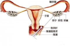 不孕不育21步排查法