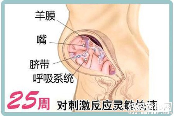 一张怀孕七个月的胎儿图 解秘7个月胎儿的发育情况 