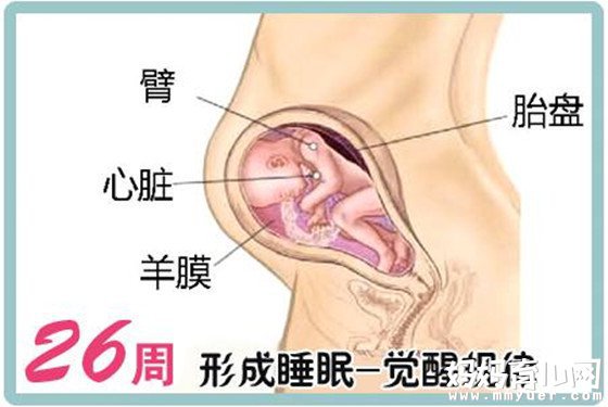 一张怀孕七个月的胎儿图 解秘7个月胎儿的发育情况 