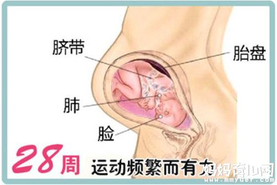 一张怀孕七个月的胎儿图 解秘7个月胎儿的发育情况 